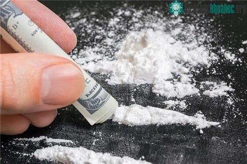 Đi cùng người mang ma túy có phạm tội không?